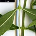SpeciesSub: var. australis SpeciesSub: var. australis